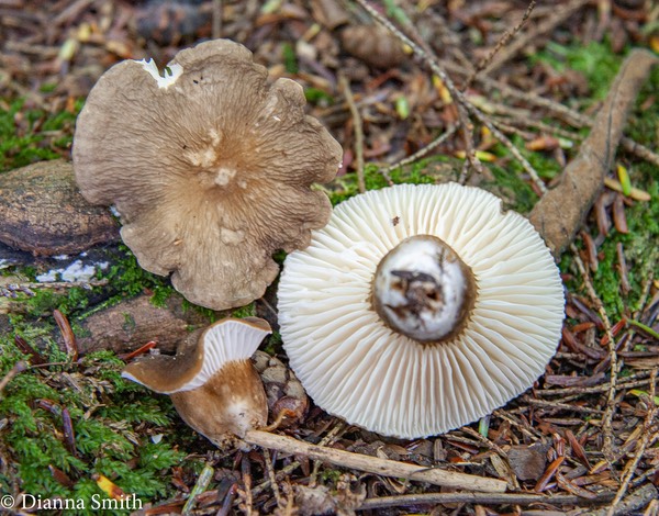 Lactarius subgerardii 5711