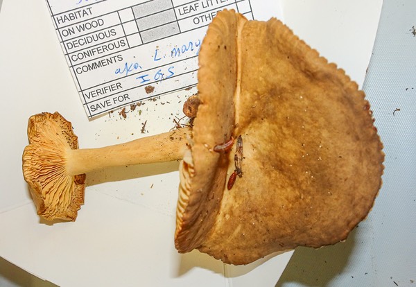 Lactarius subplinthogalus 03094