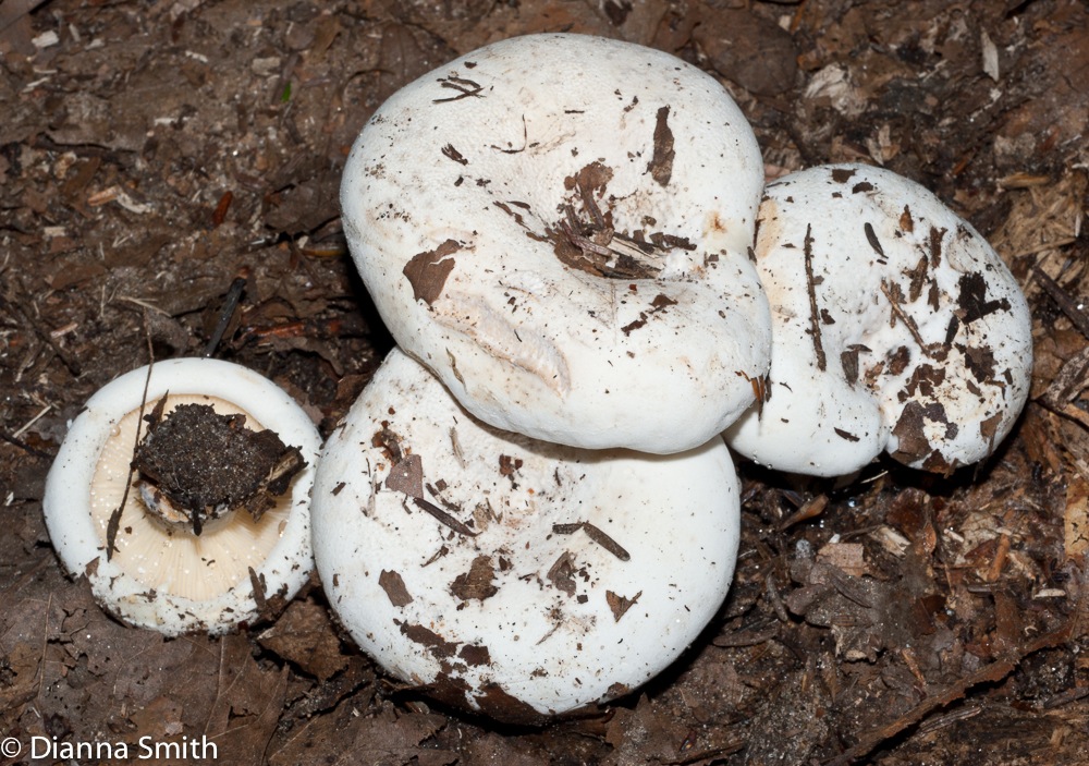 Lactarius subvellereus02944