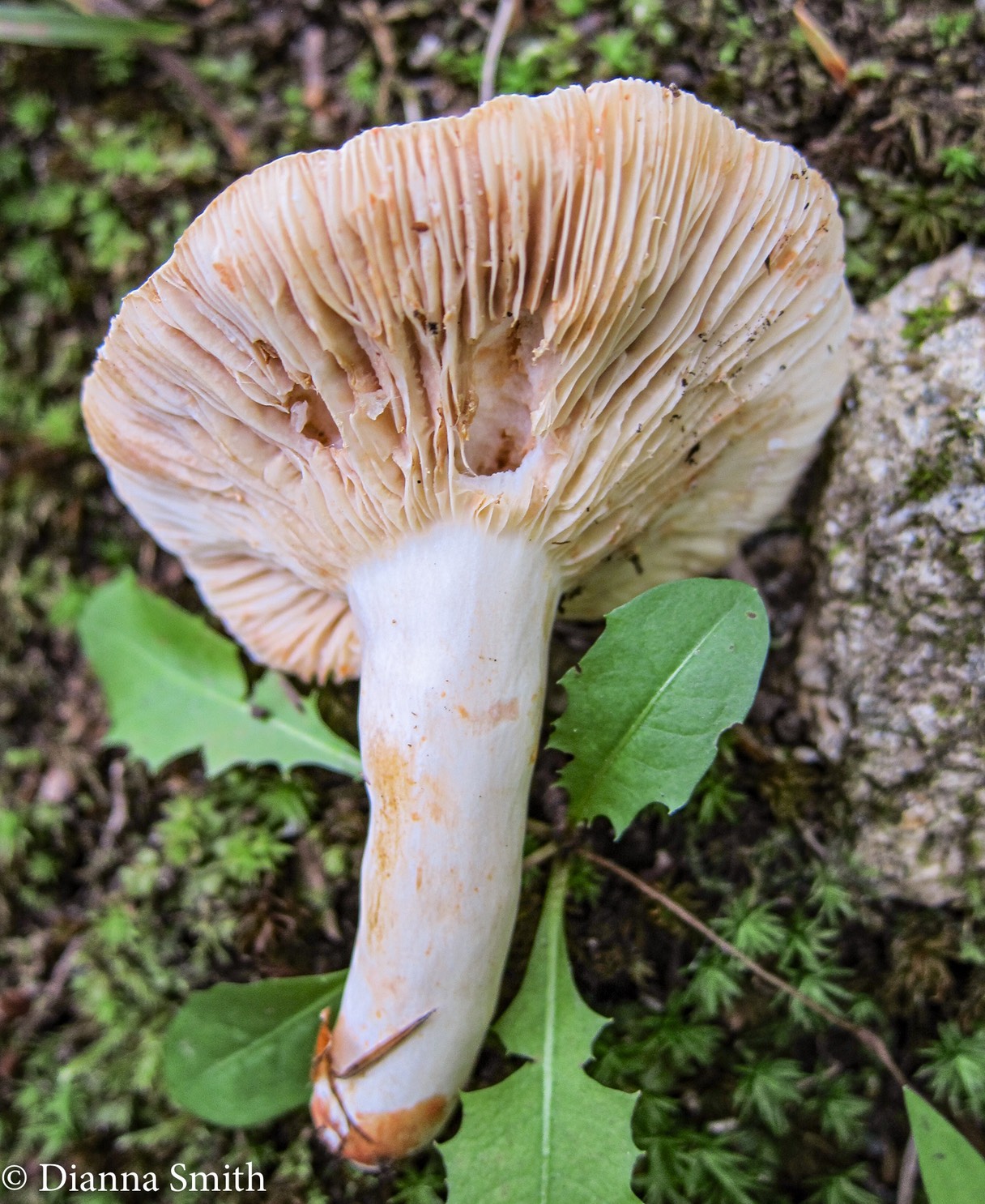 Lactarius subvernalis var. cokeri_1407