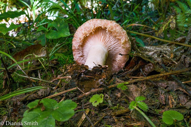 Lactarius torminosus 01747