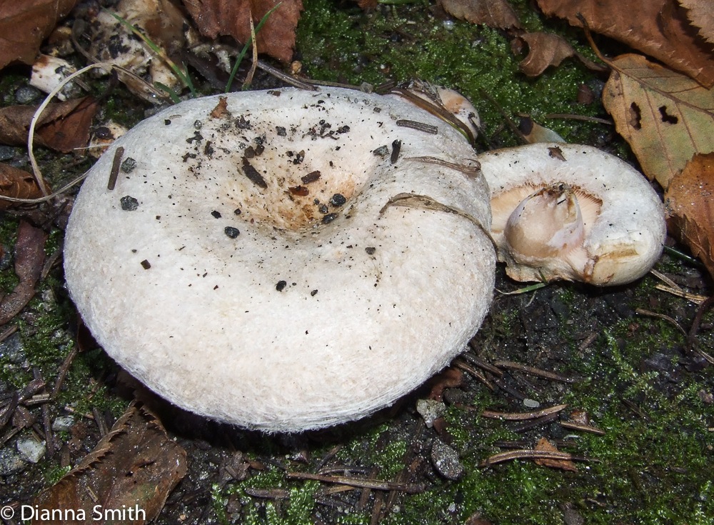 Lactarius torminosus09280006