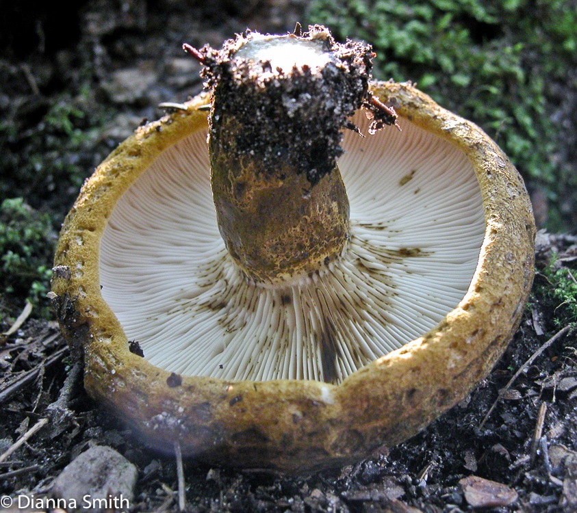 Lactarius turpis6963