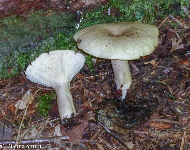 Lactarius vietus - grey with olive green staining 1020593