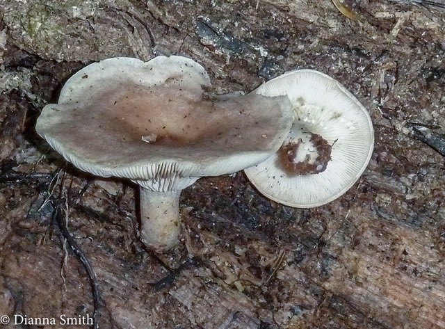 Lactarius vietus - grey with olive green staining 1020552