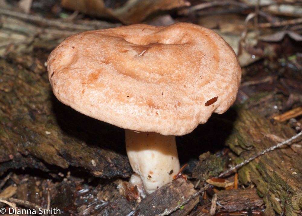 Lactarius vinaceorufescens02570
