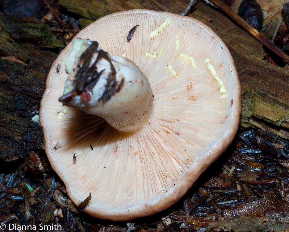 Lactarius vinaceorufescens02571