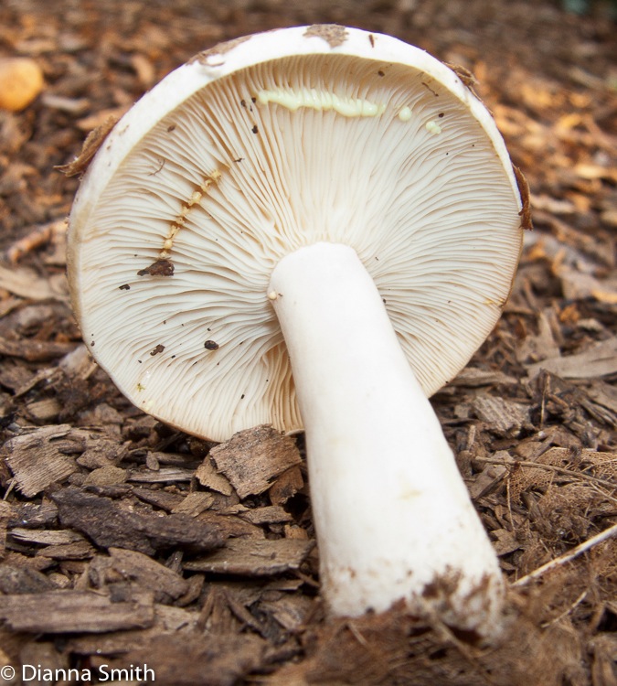 Lactarius vinaceorufescens3729-1