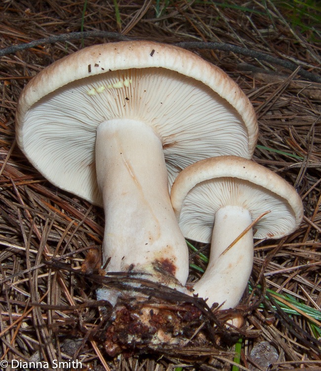 Lactarius vinaceorufescens5958
