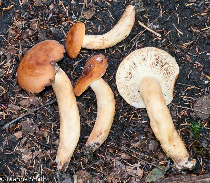 Lactarius volemus1010641