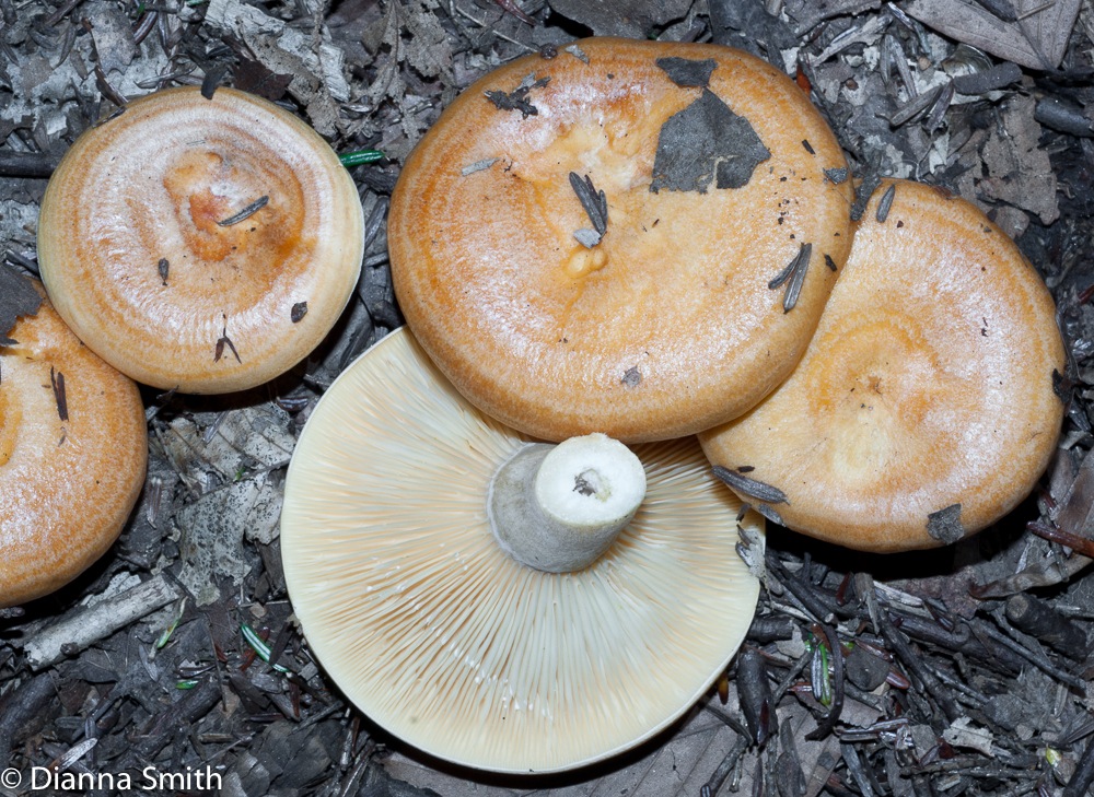 Lactarius zonarius02911
