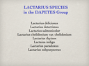 LACTARIUS.008-001