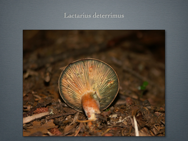 LACTARIUS.009-001
