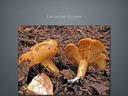 LACTARIUS.011-001