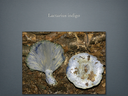 LACTARIUS.012-001