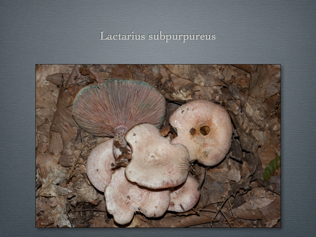 LACTARIUS.013-001