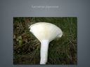 LACTARIUS.016-001