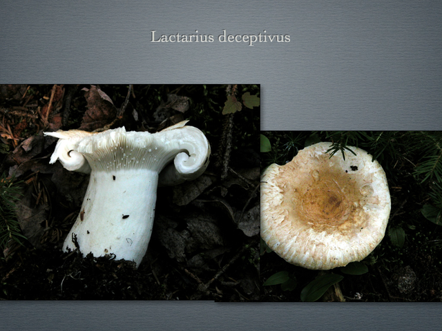 LACTARIUS.018-001