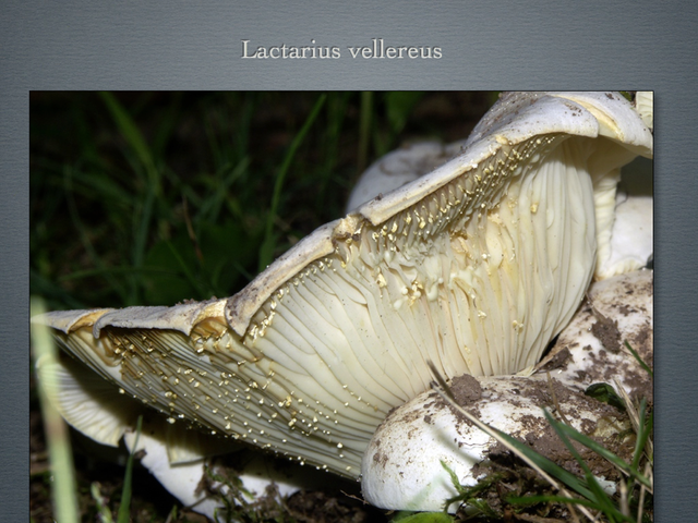 LACTARIUS.019-001