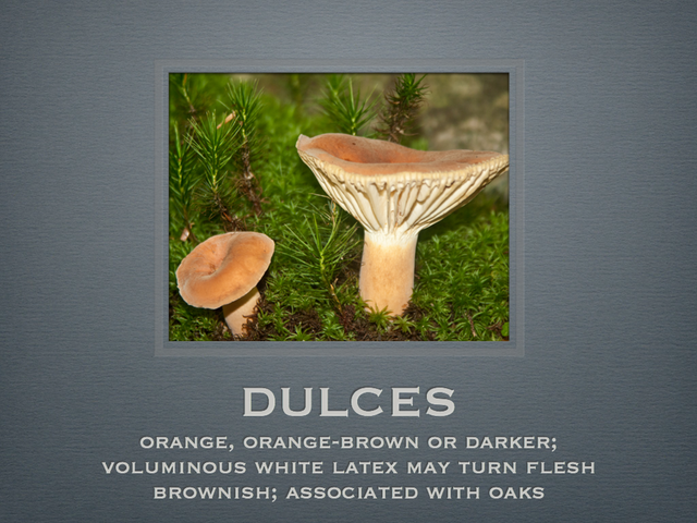 LACTARIUS.021-001