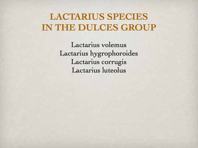 LACTARIUS.022-001
