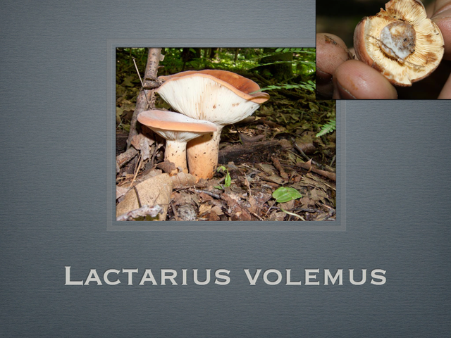 LACTARIUS.023-001