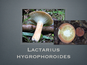 LACTARIUS.024-001