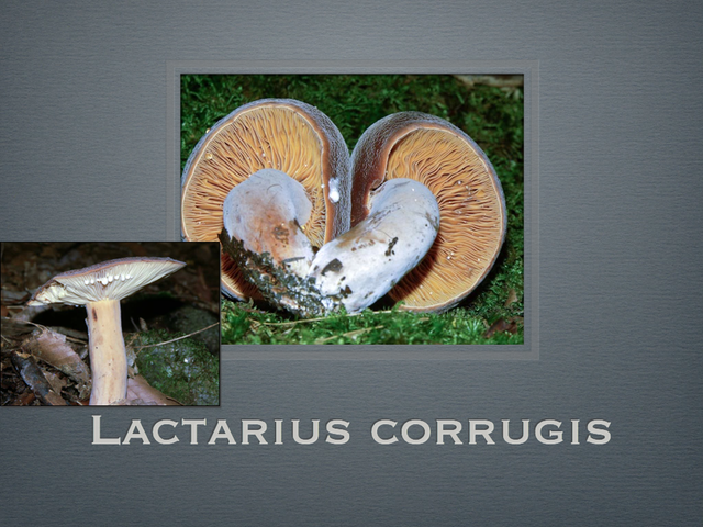 LACTARIUS.025-001