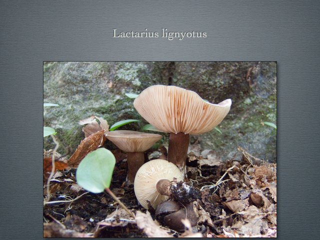 LACTARIUS.029-001