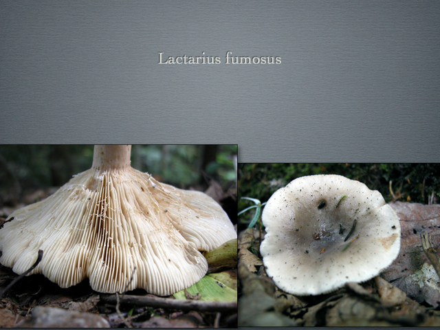 LACTARIUS.031-001