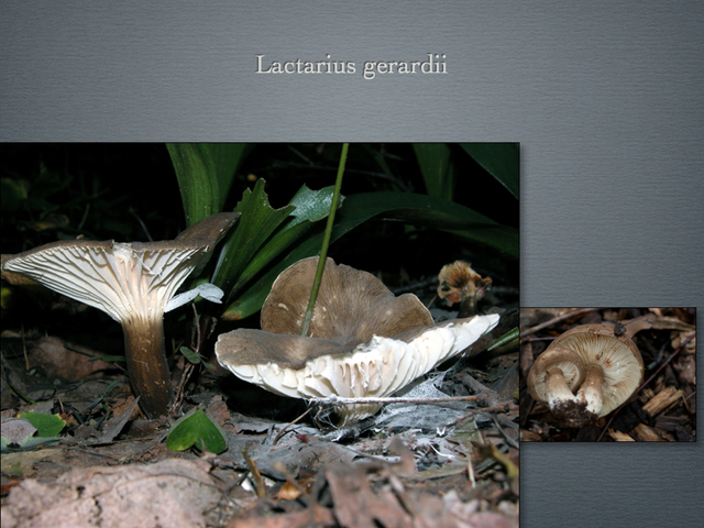 LACTARIUS.032-001
