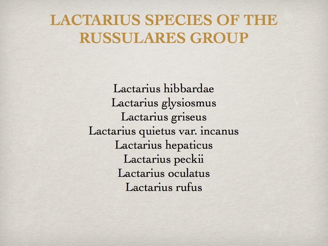 LACTARIUS.034-001