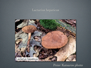 LACTARIUS.037-001