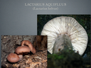 LACTARIUS.038-001