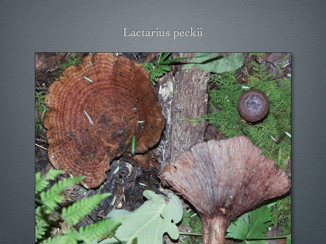 LACTARIUS.039-001