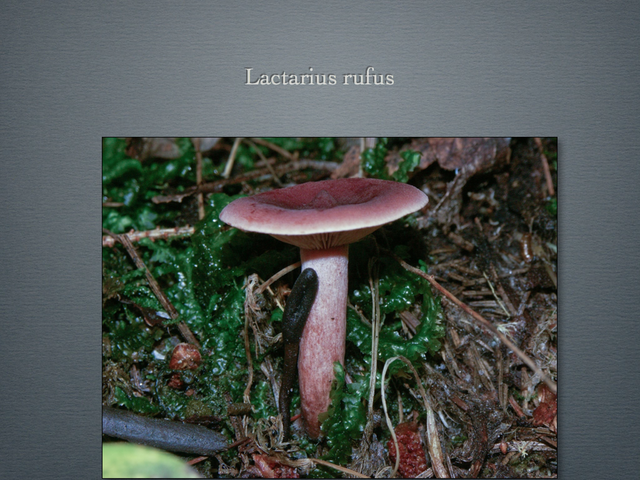 LACTARIUS.040-001