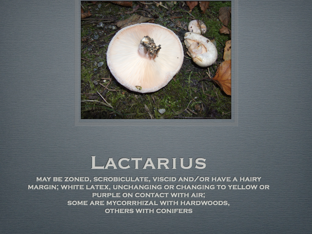 LACTARIUS.041-001