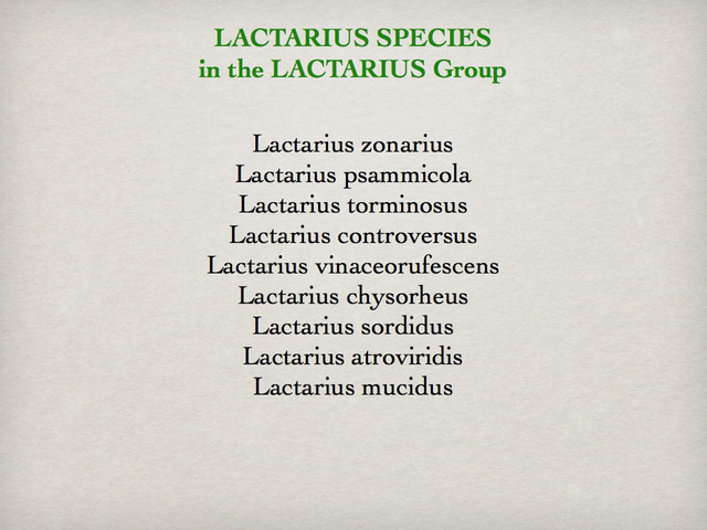 LACTARIUS.042-001