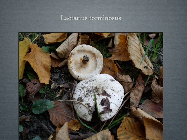 LACTARIUS.043-001