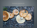 LACTARIUS.044-001