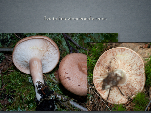 LACTARIUS.046-001