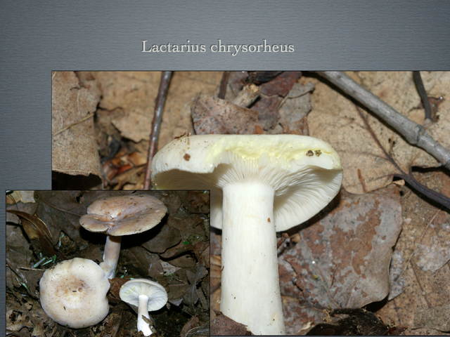 LACTARIUS.047-001