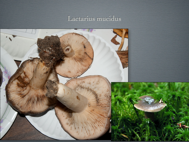 LACTARIUS.051-001
