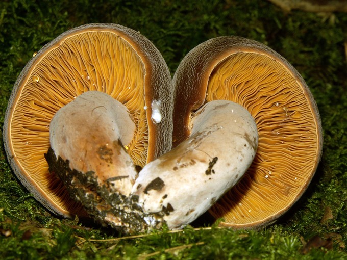 Lactarius corrugis2319