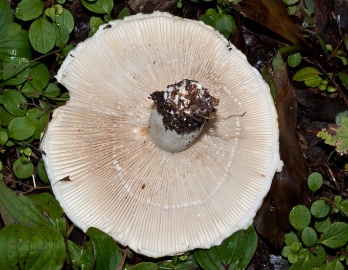 Lactarius deceptivus02180