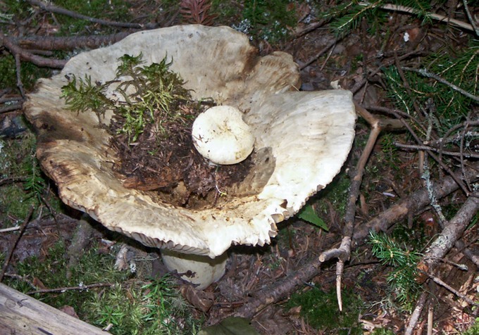Lactarius deceptivus6149
