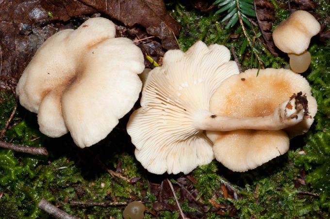 Lactarius griseus02454