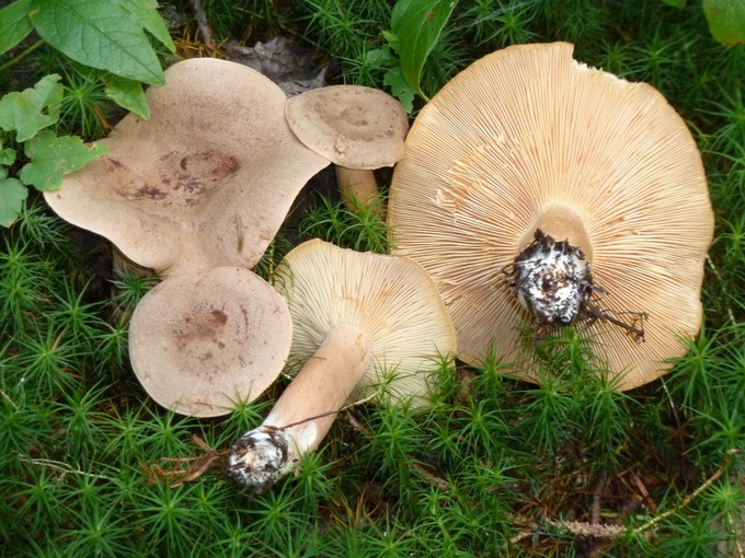 Lactarius helvus (= aquifluus)1020410