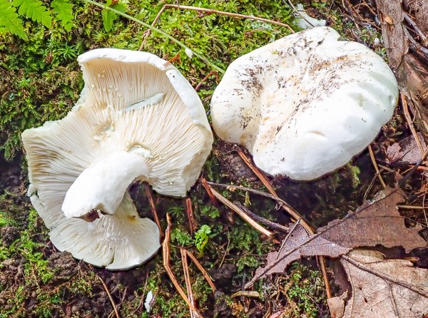 Lactifluus glaucascens 8140381