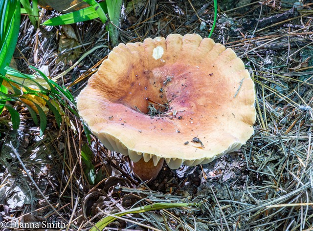 Lactifluus hygrophoroides var. rugatus (Lactarius hygrophoroides) 03830